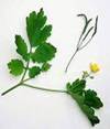 CELENDINE HERBS2