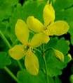 CELENDINE HERBS3