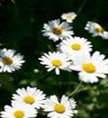 DAISY LEUCANTHEMUM VULGARE