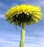 DANDELION HERB1