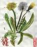 DANDELION HERB2