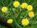 DANDELION TERAXACUM OFFICINALE