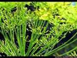 DILL ANETHUM GRAVEOLENS