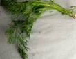 DILL HERB2