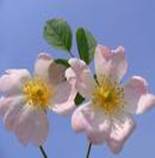 DOG ROSE CANINA