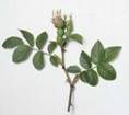 DOG ROSE HERBS1