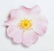 DOG ROSE HERBS2