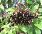 ELDER BERRIES SAMBUCUS