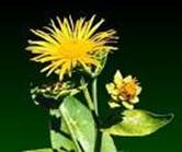 ELECAMPANE INULA HELENIUM