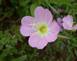 EVENING PRIMROSE ASTROLOGY