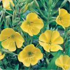 EVENING PRIMROSE OENOTHERA