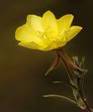 EVENING PRIMROSE HERBS1