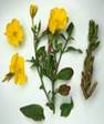 EVENING PRIMROSE HERBS2