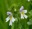 EYEBRIGHT HERBS1