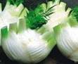 FENNEL CULTIVATION