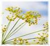 FENNEL HERBS