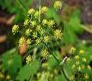 FENNEL FOENICULUM VULGARE