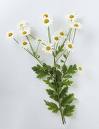 FEVERFEW HERBS1