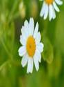 FEVERFEW HERBS2