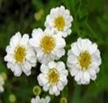 FEVERFEW TANACENTUM