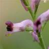 FUMITORY HERBS1