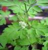 FUMITORY HERBS2