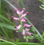 FUMARIA OFFICINALIS