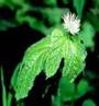 GOLDENSEAL HERB1