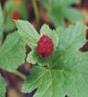 GOLDENSEAL HERB2