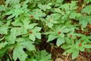 GOLDENSEAL HYDRASTIS CANADENSIS