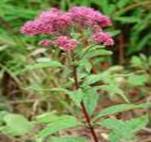 GRAVEL ROOT EUPATORIUM