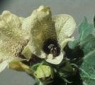 HENBANE HERBS1