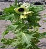 HENBANE HYSOCYAMUS