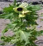 HENBANE HYSOCYAMUS