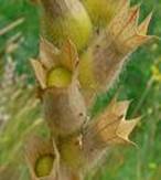 HENBANE NIGER