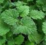 HOREHOUND HERB1