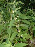 HOREHOUND MARRUBIUM VULGARE