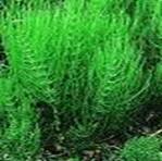 HORSETAIL EQUISETUM ARVENSE