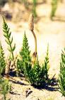 HORSETAIL HERBS1