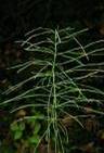 HORSETAIL HERBS2