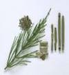 HORSETAIL MEDICINE