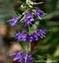 HYSSOP HERB1