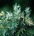 JUNIPERUS COMMUNIS1