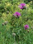 KNAPWEED CENTAUREA SCABIOSA1