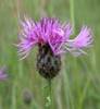 KNAPWEED HERB1