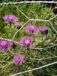 KNAPWEED GREAT CENTAUREA SCABIOSA2