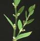 KNOTGRASS HERB1