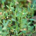 KNOTGRASS POLYGONUM AVICULARE