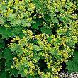 LADY MANTLE ALCHEMILLA VULGARIS1