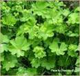 LADYS MANTLE ALCHEMILLA